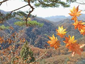 品味老包头特色菜（包头本地特色菜）